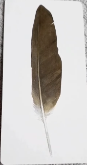Divine Feather Messenger